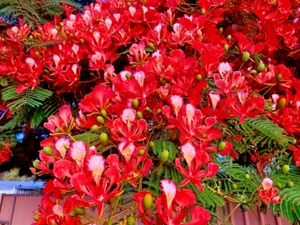 RED POINCIANA PLANT-FAST GROWING-FEATURE PLANT AND SHADE GARDEN TREE - Picture 1 of 5