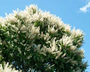 IVORY CURL FLOWER – BUCKINGHAMIA CELSISSIMA – AUST RAINFOREST SPECIMEN - Picture 1 of 6