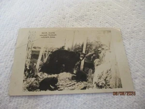 WALKER, MINN. Bear Scene Walker Museum RPPC Photo Postcard - Picture 1 of 2
