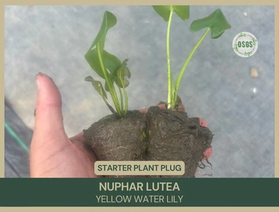 Nuphar lutea | Yellow Pond Lily | Spatterdock | Starter Plant Plug | Pond Plant - Image 1 of 4