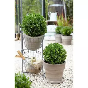 Ilex - Plantas de seto de acebo - Reemplazo ideal de boj - Seto - Imagen 1 de 4