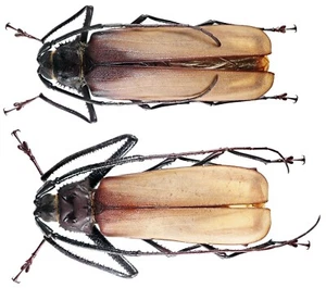 Insect - PRIONINAE Macrophysis luzona - Marinduque Is. - Pair 87mm+82mm ....!! - Picture 1 of 1