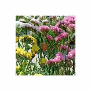 0,5 g Strandflieder Pacific Mischung Garten Pflanzen - Samen F-S592 - Picture 1 of 3