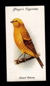 40384/ Players´s Cigarettes – Birds – No. 9 – Lizard Canary - Picture 1 of 1