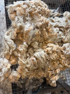 ANGEBOT 2lbs Schaf Shetland X Faservlies Spinnen Weben Filzen Haar Locke - Bild 1 von 8