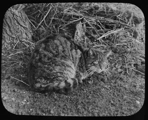 Glass Magic lantern slide A WILD CAT C1900 PHOTOGRAPH - Picture 1 of 2
