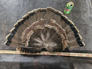 Wild Turkey Tom Gobbler Tail Fan Decoy Display Excellent Man Cave Rustic Cabin - Bild 1 von 5