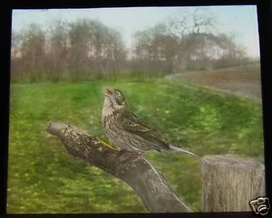 Glass Magic Lantern Slide BIRDS OF EUROPE NO76 C1910 ORNITHOLOGY PHOTO - Picture 1 of 2