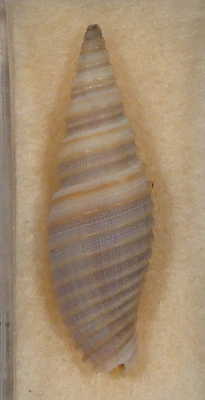 Mitra Neocancilla Circula 34 mm Luzón, Filipinas Foto 1 de 4