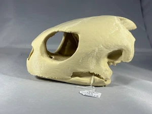 Replica animal skull Green Sea Turtle Full Size ornament taxidermy - Picture 1 of 8
