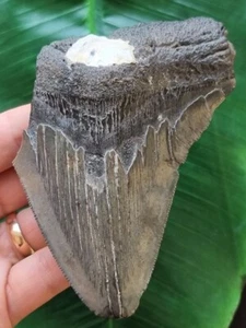 Fragmento de diente de 11,2 cm del megalodón con resto de almejas - fósil de diente de tiburón - Imagen 1 de 7