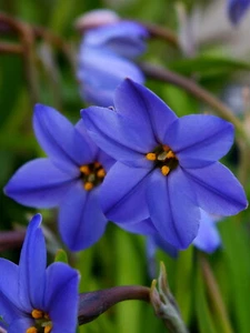 Ipheion 'Jessie' (Spring Starflower) x 10. bulbs - Picture 1 of 4