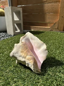 Bahamas Large Conch Seashell Ocean Beach Decor Nautical Big Decorative Sea Shell - Picture 1 of 7