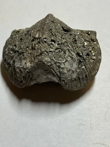 BRAQUIÓPODO PARASPIRIFER GRANDE PIRITIXED OHIO - Imagen 1 de 3