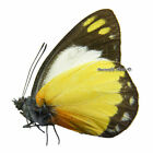 Unmounted Butterfly / Pieridae - Delias dorylaea, male, RARER, Indonesia