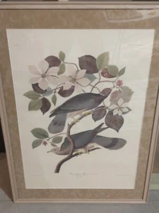Vintage Band-Tailed Pigeon Plate 367 J J Audubon #74 Framed And Matted - Picture 1 of 8