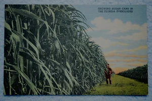 Cultivo de caña de azúcar en los Everglades de Florida - Imagen 1 de 2