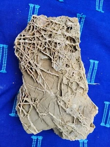 Arkansas Quarz Fossilized Rock Lake Ouachita sehr einzigartig  - Bild 1 von 3