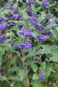 Caryopteris clandonensis 'Grand Bleu', Bartblume, blau, 15–20 cm - Bild 1 von 4