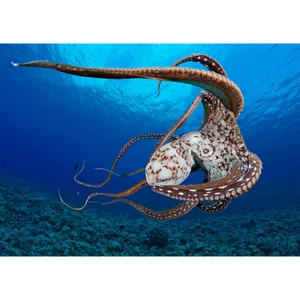 Pulpo - Imán 3D para refrigerador, pizarra blanca, armario - Imagen 1 de 1