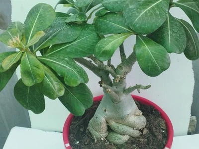 Adenium Obesum Caudex Supergrande  - Imagen 1 de 4