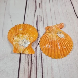 COLOR NARANJA Nodipecten Subnodosus Pata de León Concha Marina 2 1/8" Concha - Imagen 1 de 6