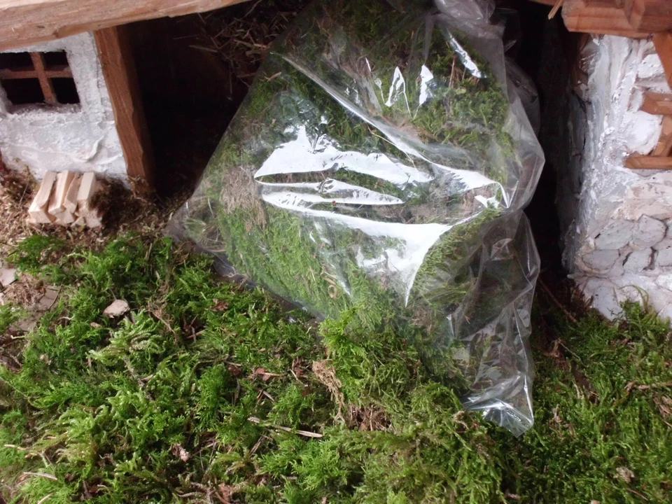 Moos (grün) - Naturprodukt zum Basteln ( auch Deko) - 2025- vom Chiemgau - Bild 1 von 1