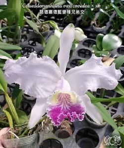 Orchid Orchidee Cattleya lueddemanniana var. coerulea × sib (4L) - Bild 1 von 4