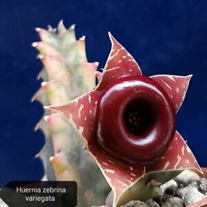 Huernia zebrina variegata On its own root Rare plants 
