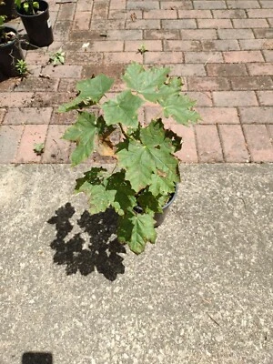 Maple Tree Sapling 20 inches high in pot and growing - Image 1 of 2