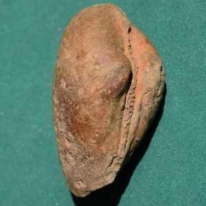 Large size Bivalve Fossil Palaeoneilo pondeana Bolivia Devonian - Picture 1 of 12
