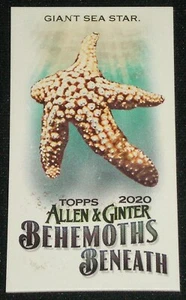 2020 Allen & Ginter Mini Behemoths Beneath Giant Sea Star #MGB-16 - Picture 1 of 1