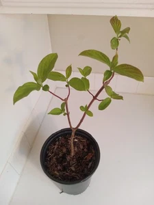 Gray Dogwood Bush, 1 Gallon Pot. - Picture 1 of 6
