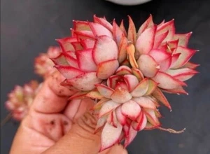 Captain Rose about 6cm diameter Agavoides succulent - Picture 1 of 9