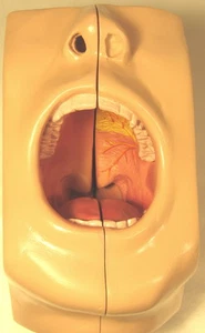 Oral Dental Menschliche Zähne Zahn Anatomisches Modell Mund Anatomie Densist Lebensgroß - Bild 1 von 4