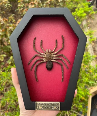 Gothic Decor Real Spider Coffin Framed Art Gallery Wall Collection Gift - Image 1 of 3