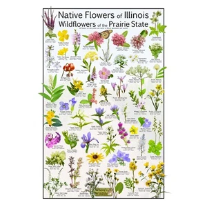 Póster de flores - Flores de Illinois: un escaparate botánico de 50 flores silvestres nativas - Imagen 1 de 4