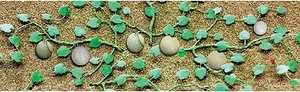 Cantaloupe Patch, 2-3/4" (6) (US IMPORT) - Picture 1 of 1