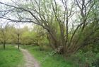Photo 6X4 Coppiced Tree By The Footpath, Fletching Common Newick  C2010