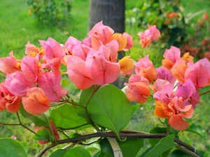 Well Rooted **AFTERGLOW** Bougainvillea starter/plug plant* - Picture 1 of 6