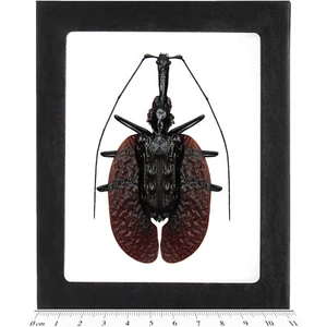 Mormolyce phyllodes violin guitar beetle weevil Sumatra Indonesia FRAMED - Picture 1 of 1