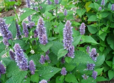 200+ Semillas de Hyssop Familia Menta Flores Azules Fragantes Semillas de Hierba Perenne EE. UU. Foto 1 de 2