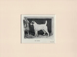 SMOOTH FOX TERRIER OLD ANTIQUE 1902 DOG PRINT READY MOUNTED - Picture 1 of 1