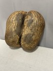 Coco de Mer from Seychelles rare