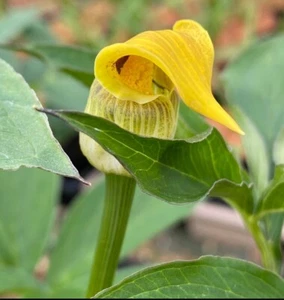 ARISAEMA Flavum Flowering Size Tuber. UK National Collection holders. - Picture 1 of 1