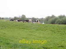 Photo 6x4 Cattle grazing by the Ouse Thorpe Underwood  c2018
