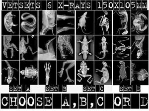 VET SETS A or B or C or D 6x animal X-RAYs imaged onto film lightbox radiography - Picture 1 of 34