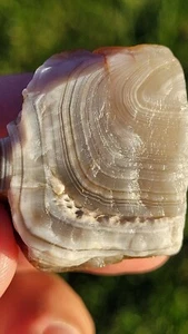 Beautiful 1.1 oz Lake Superior Agate LSA - Nice Grey & White with Great Lines! - Picture 1 of 12