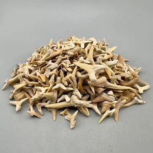 1 LB (appx 600 Teeth) Wholesale Group - Extinct Sand Tiger Shark Teeth - Morocco - Picture 1 of 3