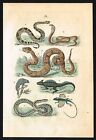 Serpents, reptiles, vipère, iguane, lézard volant, imprimé antique coloré à la main 1878